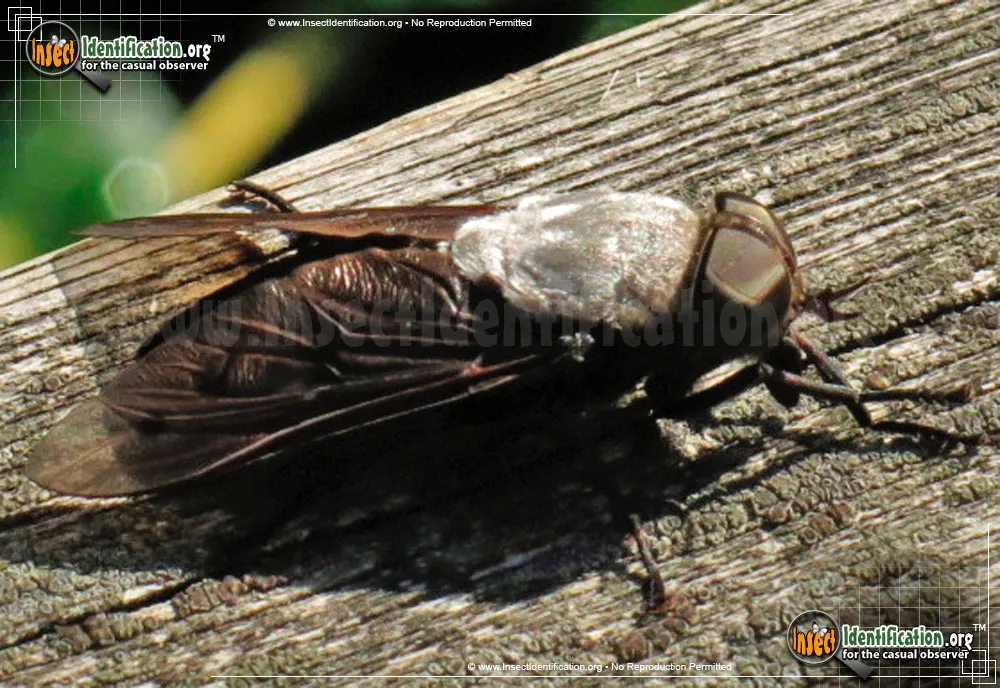 Horse Fly - photo 3