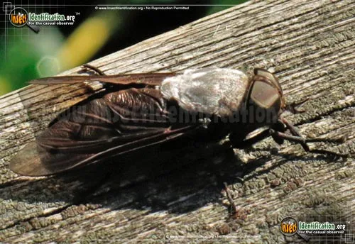 Horse Fly - photo 4