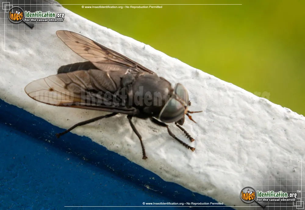 Horse Fly - photo 5