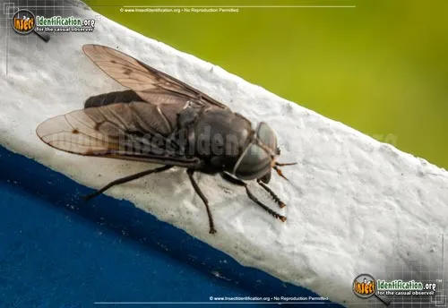 Horse Fly - photo 6