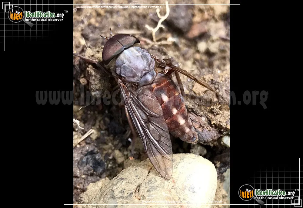 Horse Fly - photo 7