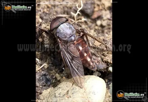 Horse Fly - photo 8