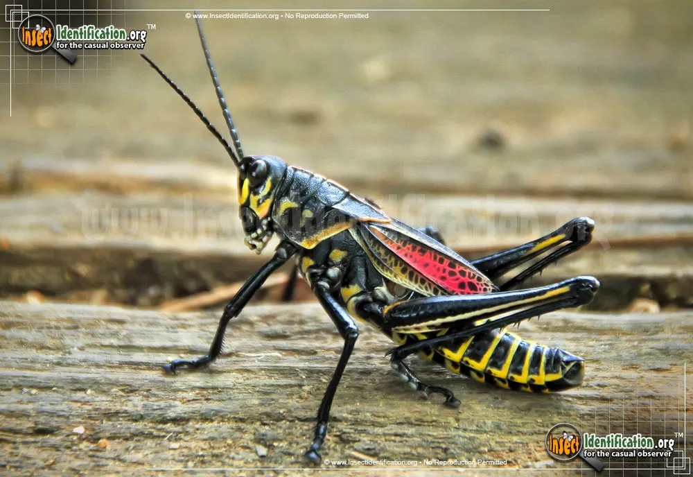 Horse Lubber Grasshopper