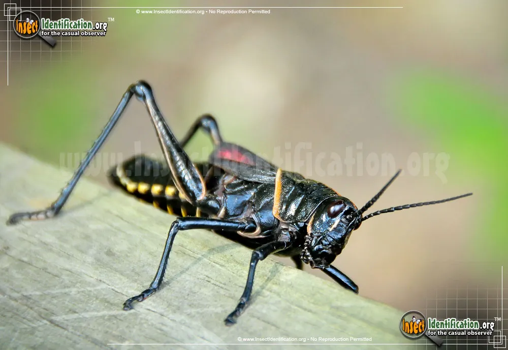 Horse Lubber Grasshopper - photo 3