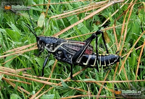 Horse Lubber Grasshopper - photo 6