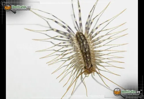 House Centipede - photo 3