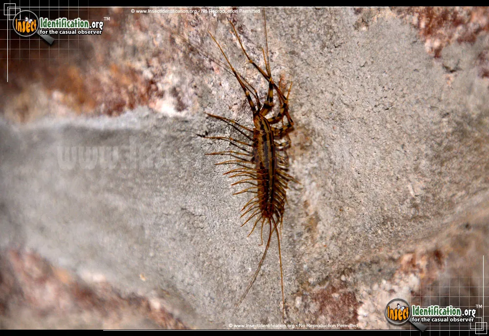 House Centipede - photo 4