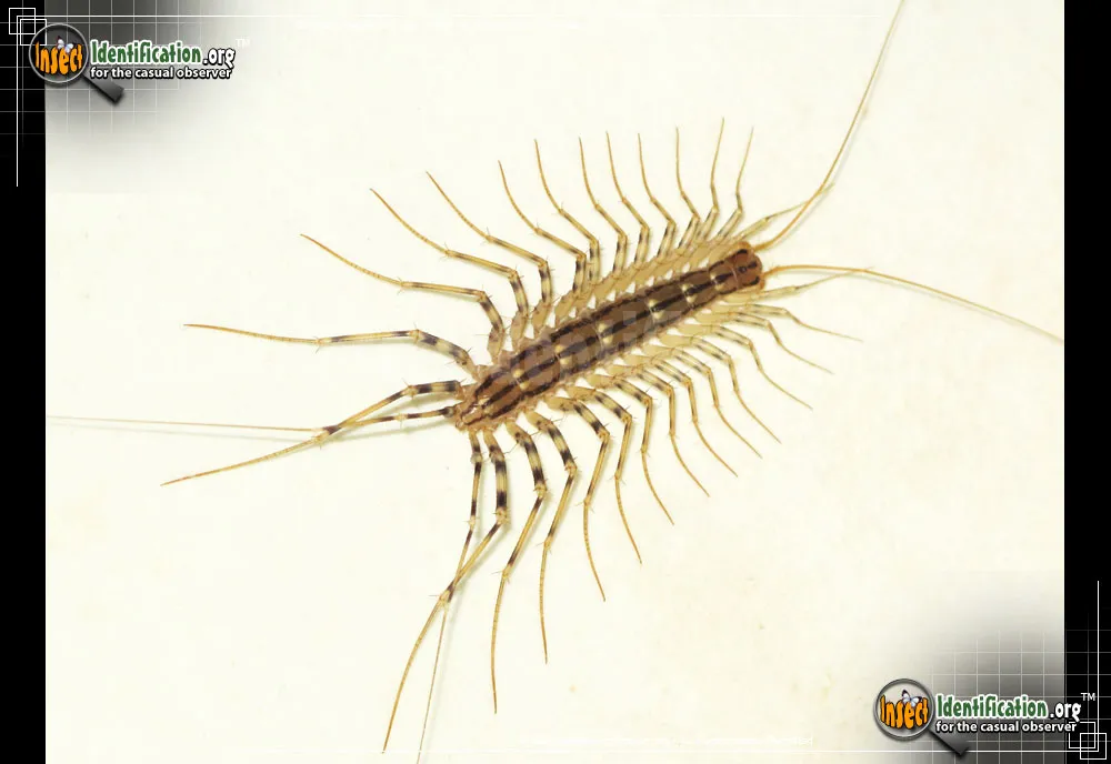 House Centipede - photo 6