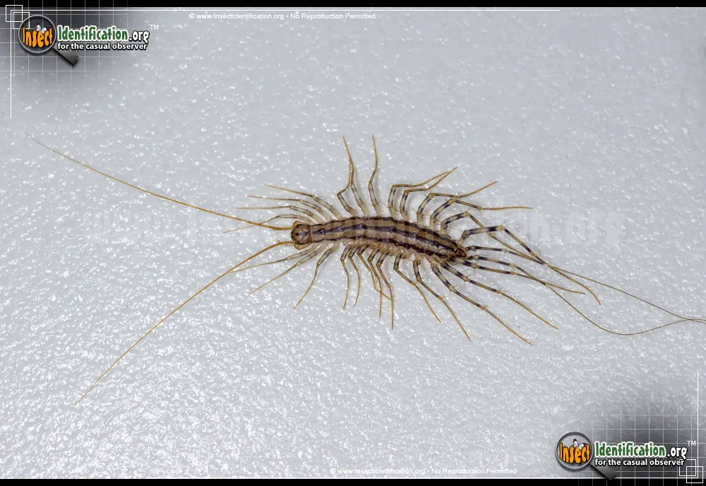 House Centipede - photo 8