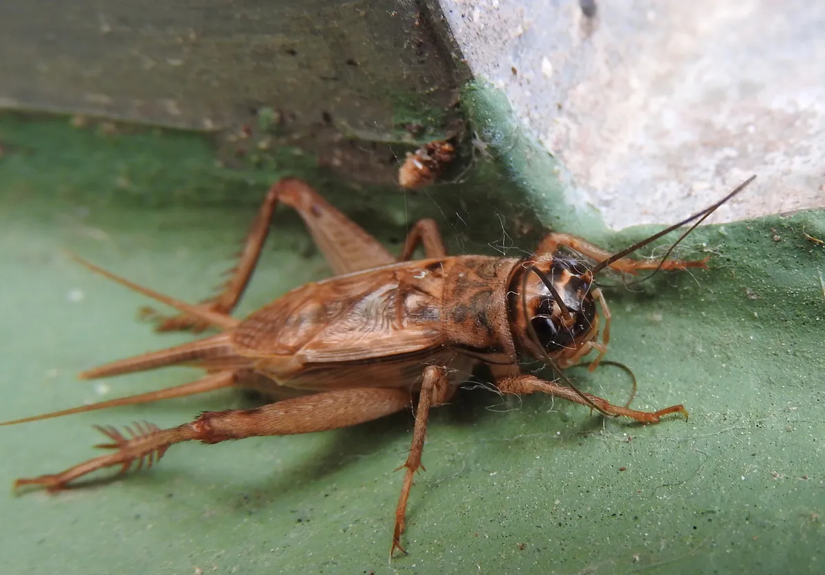House Cricket - photo 3
