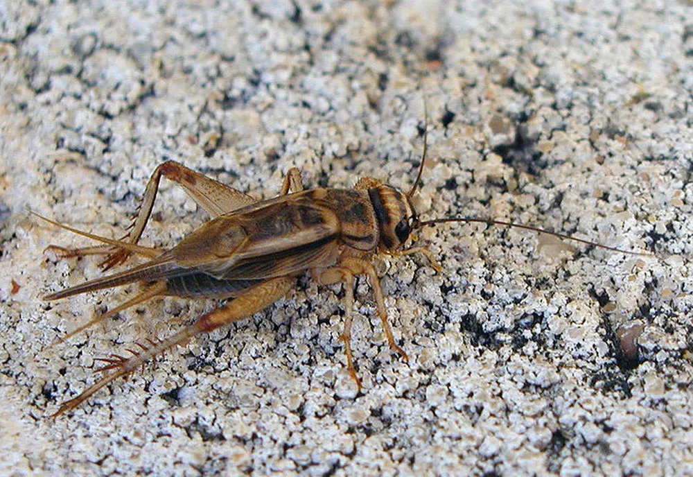 House Cricket - photo 4