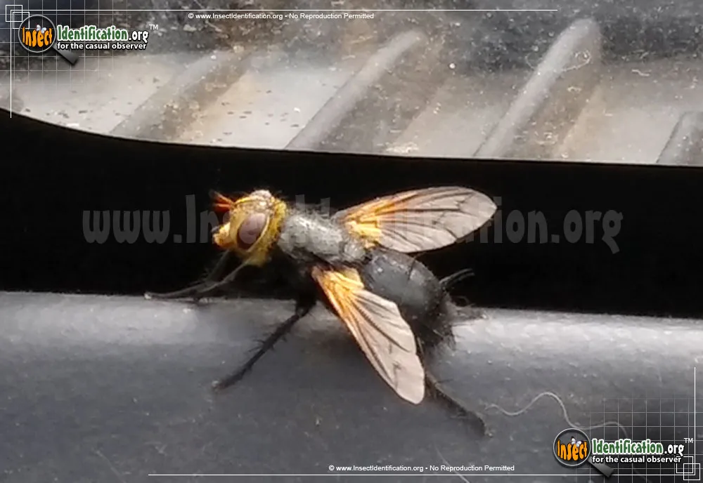 House Fly - Mesembrina spp.