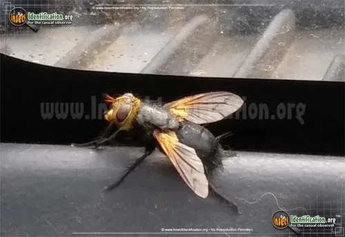 House Fly - photo 2
