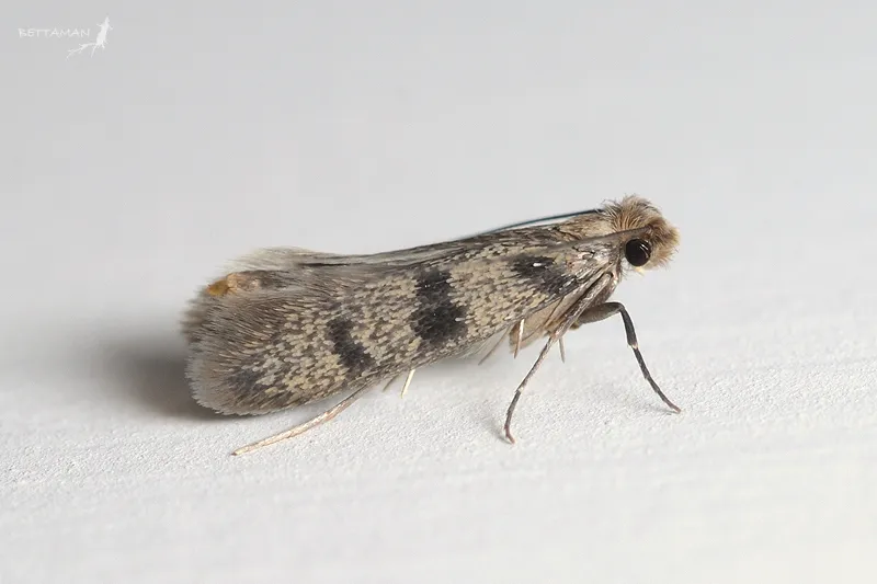 Household Casebearer Moth - photo 2