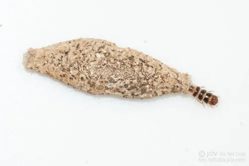Household Casebearer Moth - photo 4