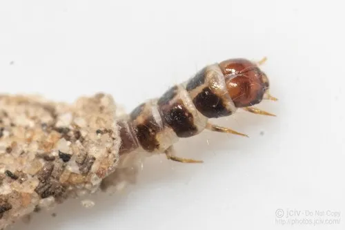 Household Casebearer Moth - photo 5