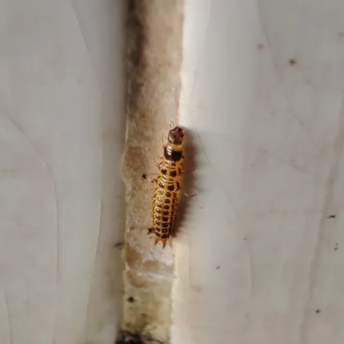Household Casebearer Moth - photo 7