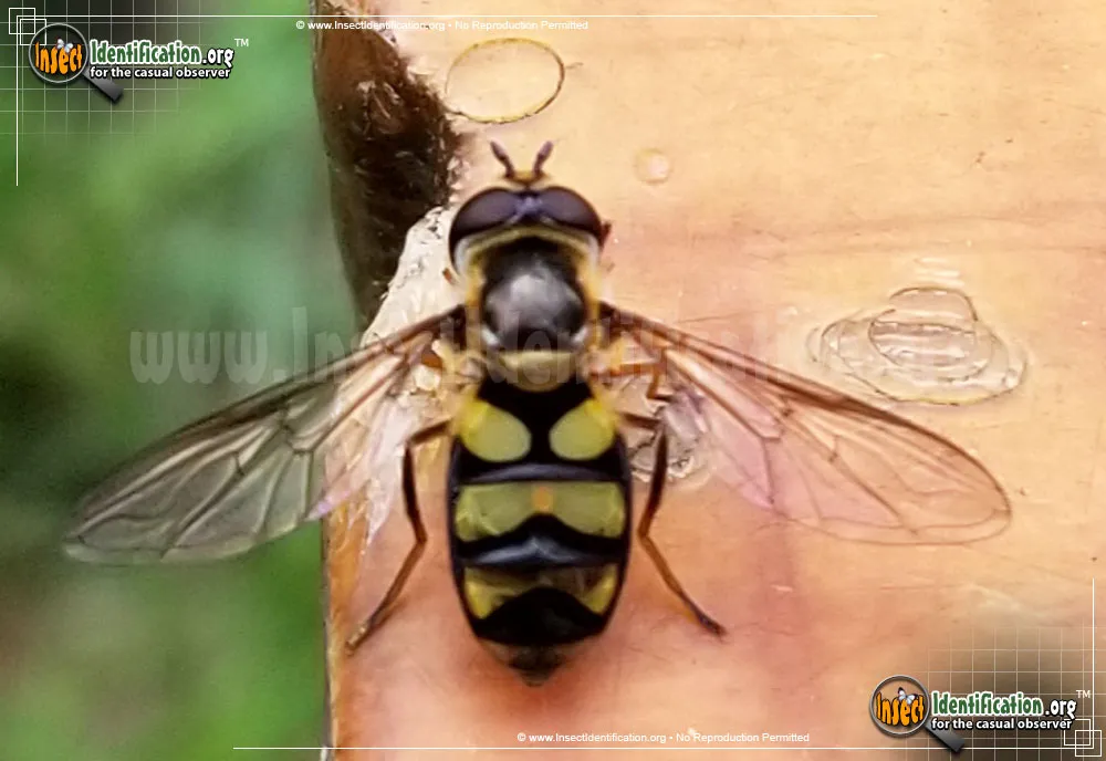 Hover Fly