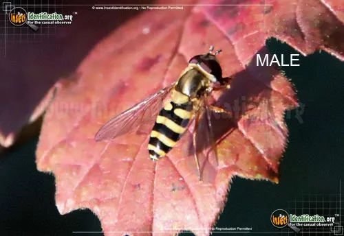 Hover Fly -E. grossulariae - photo 2