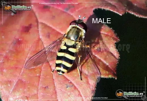 Hover Fly -E. grossulariae - photo 3