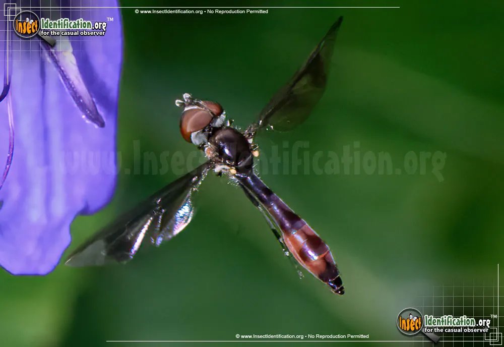 Hover Fly