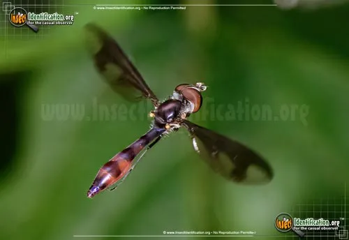 Hover Fly - photo 4