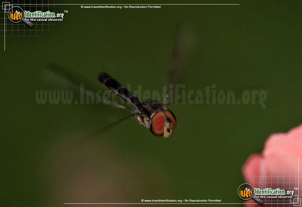 Hover Fly - photo 5