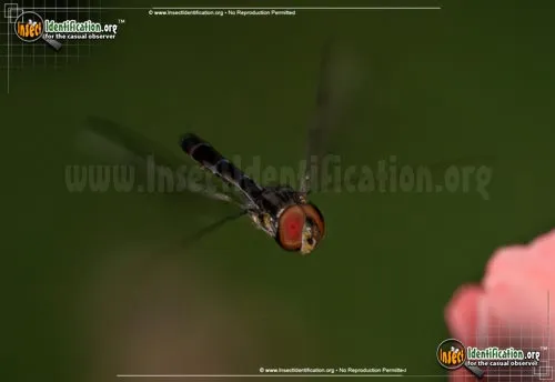 Hover Fly - photo 6