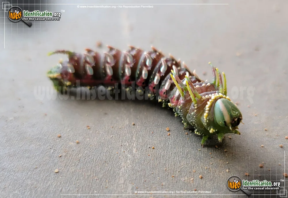 Hubbard's Small Silkmoth - Syssphinx hubbardi