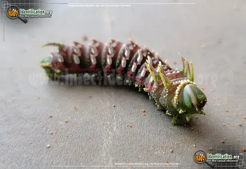Hubbard's Small Silkmoth - photo 2