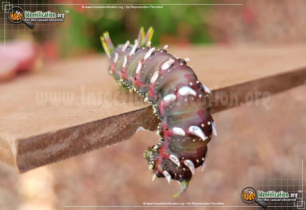 Hubbard's Small Silkmoth - photo 3