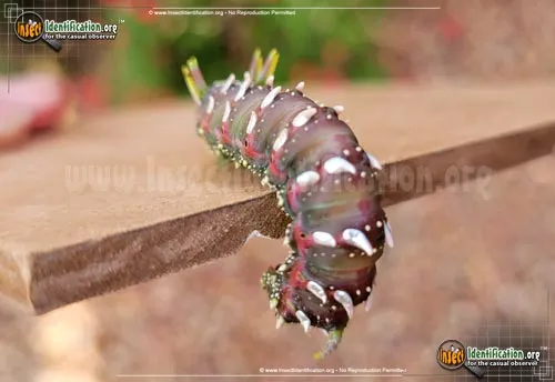 Hubbard's Small Silkmoth - photo 4