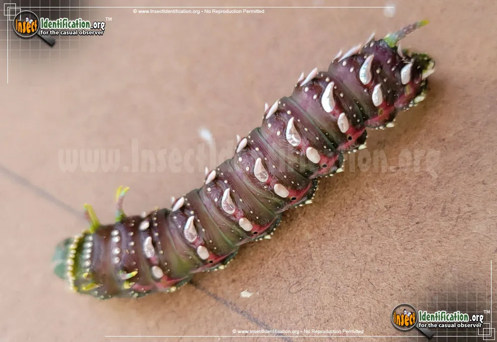 Hubbard's Small Silkmoth - photo 5