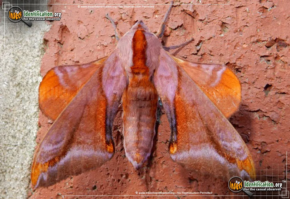 Huckleberry Sphinx Moth