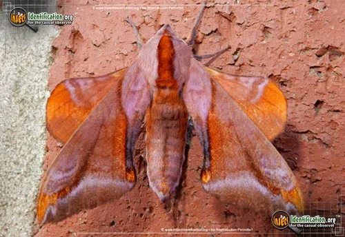 Huckleberry Sphinx Moth - photo 2