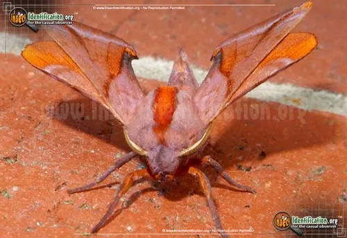 Huckleberry Sphinx Moth - photo 4