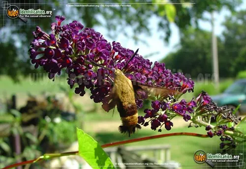 Hummingbird Moth - photo 2