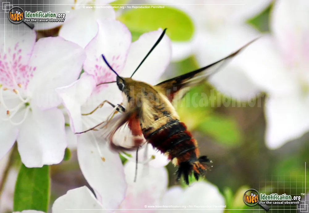 Hummingbird Moth - photo 3