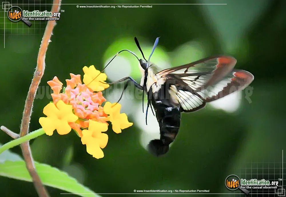 Hummingbird Moth - photo 5