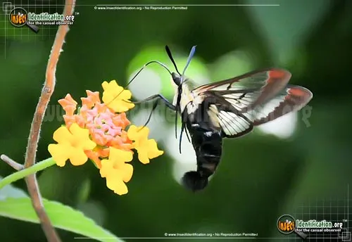 Hummingbird Moth - photo 6