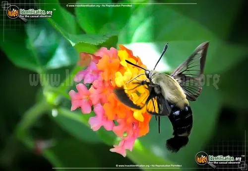 Hummingbird Moth - photo 8