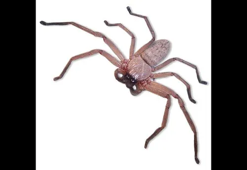 Huntsman Spider - photo 2