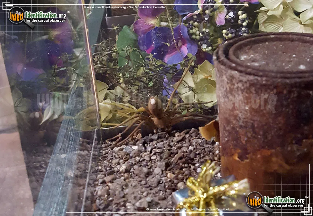 Huntsman Spider - photo 3