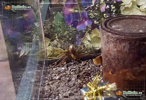 Huntsman Spider - photo 4