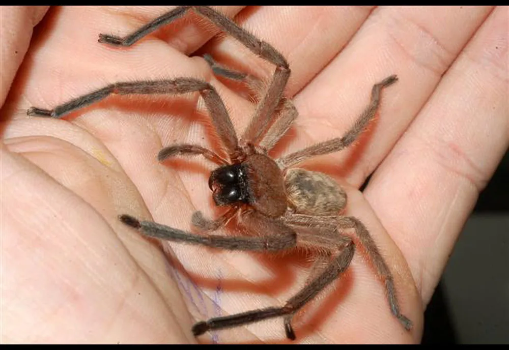 Huntsman Spider - photo 5