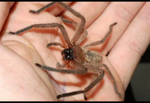 Huntsman Spider - photo 6