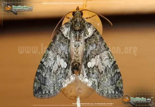 Hydriomena Moth - photo 2