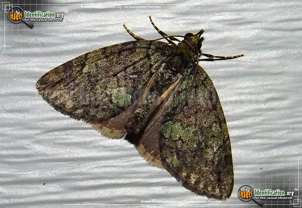 Hydriomena Moth - photo 3