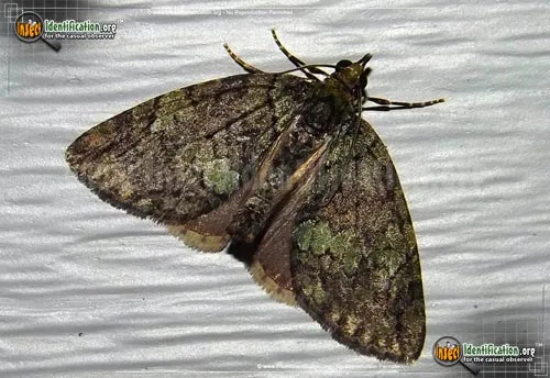 Hydriomena Moth - photo 4