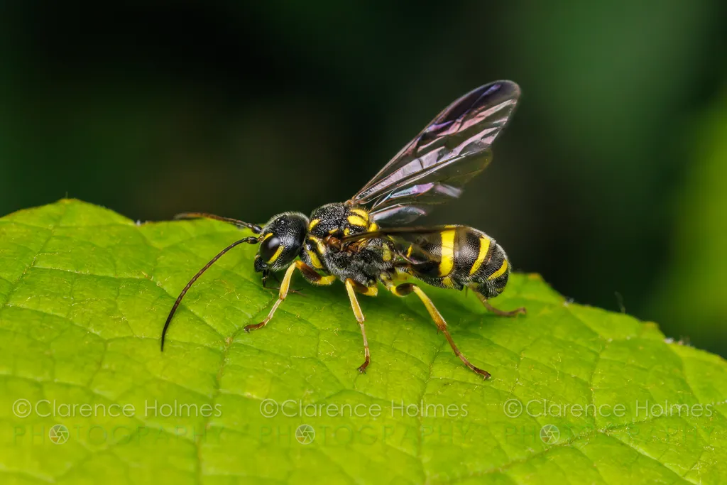 Hyperparasitic Wasp - photo 2